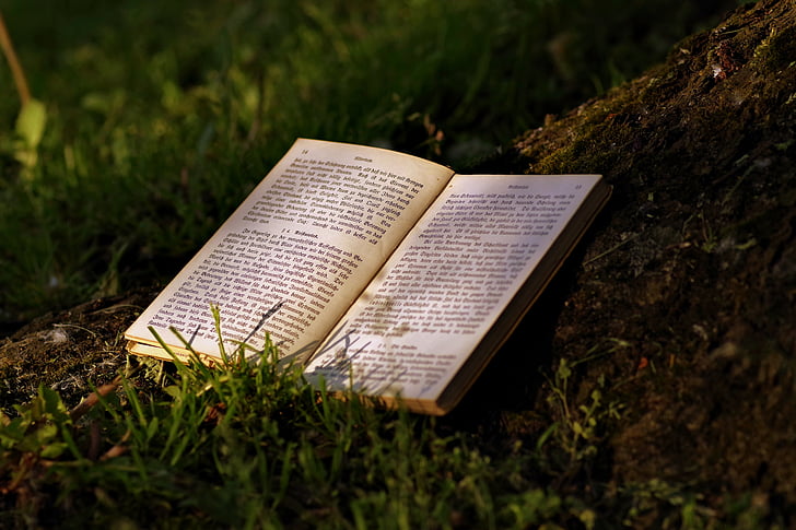könyv, olvassa el, Park, régi, írás, gótikus, fa