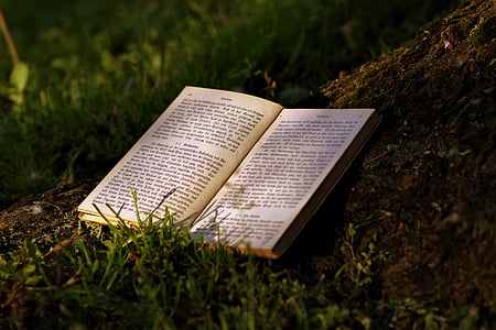 livro, ler, Parque, velho, escrevendo, gótico, árvore