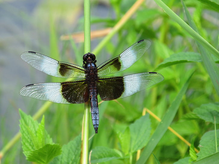 dragonfly, green, blue, pond, nature, summer, grass