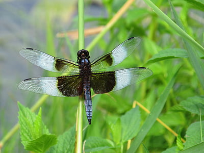 Dragonfly, zelená, modrá, rybník, Příroda, léto, tráva