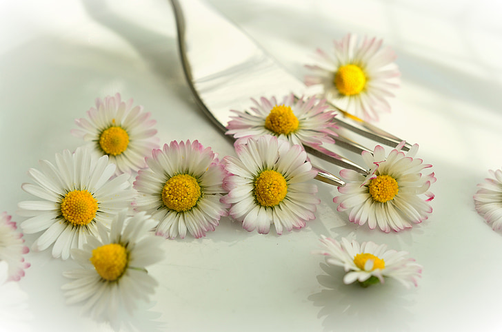Daisy, ehető virágok, vegetáriánus, növényi, vegán, egészségedre, táplálkozás