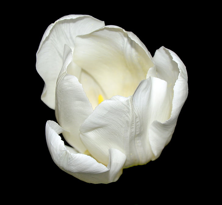 Tulipa, flor, flor, blanc, flors de primavera, tancar, fons negre