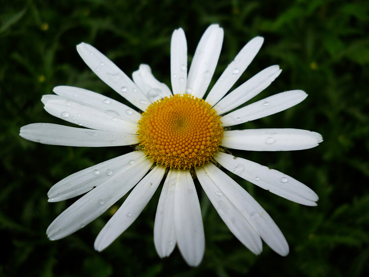 Marguerite, wildflower, květinové, květ, závod, přírodní, květ