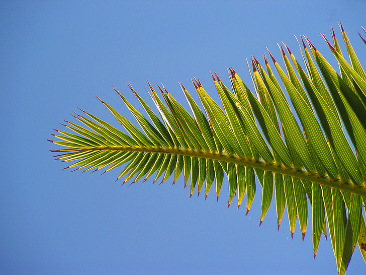 palm, sheet, sky, green, leaf, nature, tree