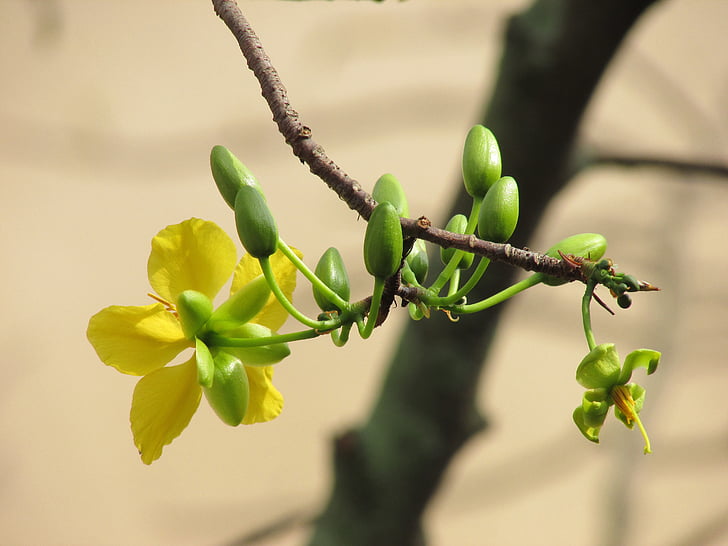 flower, panther, sharp, yellow flowers, tree, branch, buds
