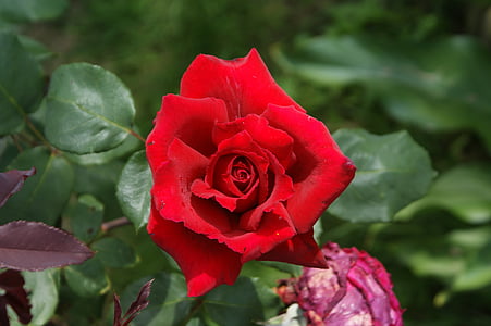 Rosa, flor, vermell, pètals, jardí