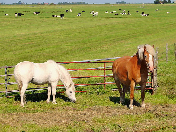 Países Bajos, caballos, campo, del pasto, Prado, granja, rural