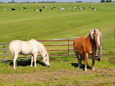 Nizozemska, konji, polje, pašnjak, livada, farma, ruralni