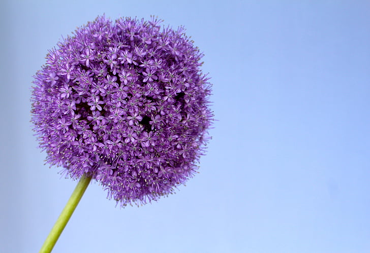 allium, purple, ball, flower, close, blossom, bloom