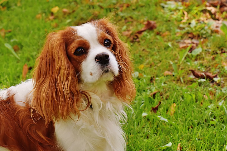adorable, animal, canine, cavalier king charles spaniel, mignon, chien, herbe