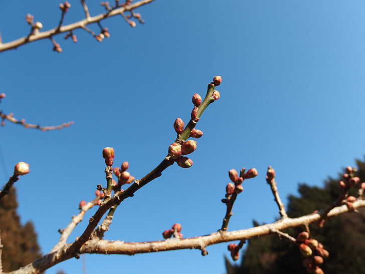 plum, blue sky, spring, bud, blue, branch, flowers