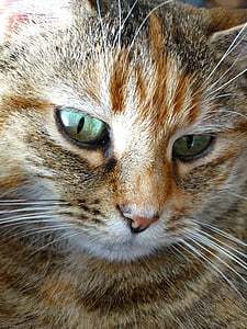 kedi yüz, kedi, kedi gözü, odaklı, hayvanlar, Evcil hayvan