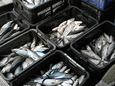 cá, giá trong giỏ hàng, ngư dân, thị trường