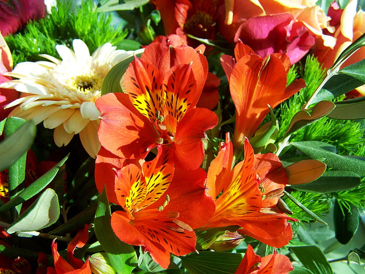 haug med blomster, farge, Cut Blomster, natur, blomst, anlegget, rød