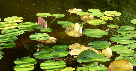 жаби, дива природа, водни лилии, вода
