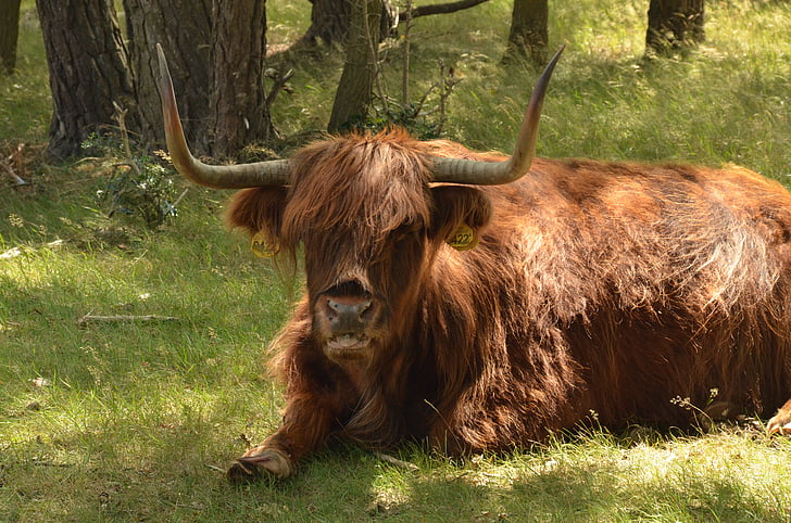 động vật, động vật có vú, con bò, người Scotland, Highlander, nghe, rừng