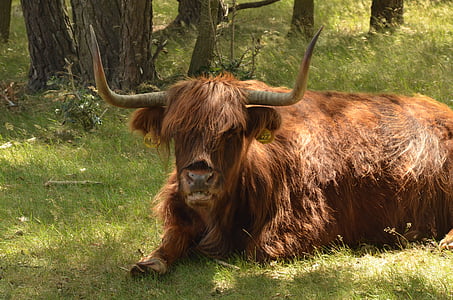 animal, mamífero, vaca, escocês, Highlander, ouvir, floresta