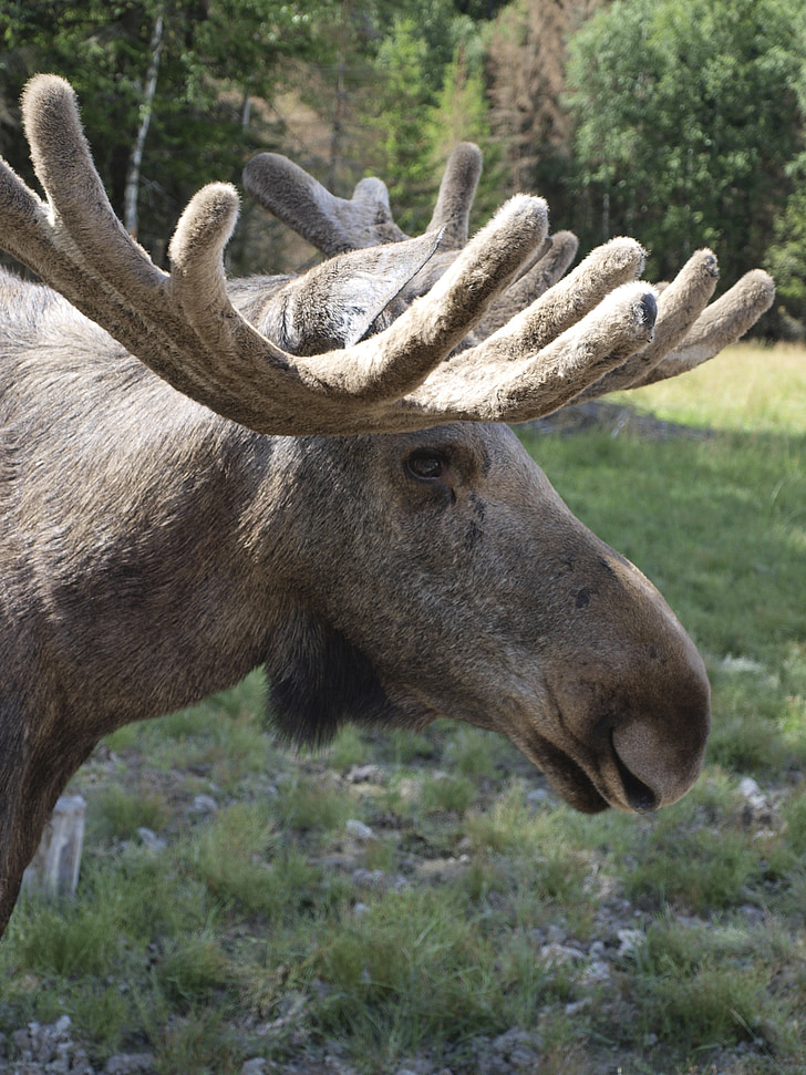 Moose, animale, antler, Svezia, Värmland