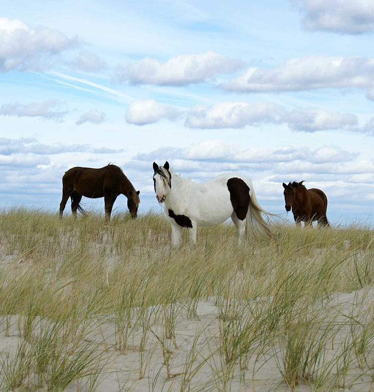 pony selvaggi, al pascolo, Pony, Chincoteague island, Virginia, Stati Uniti d'America, Feral