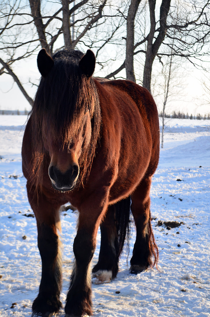 horse, winter, snow, horses, field, gelding, bay dark