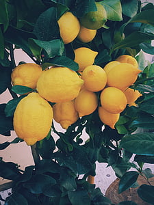 жовтий, лимон, фрукти, продукти харчування, Природа, дерево, дерева