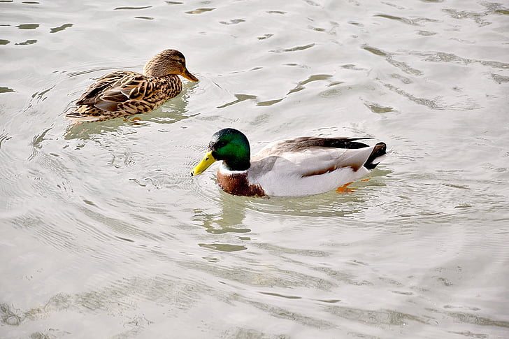 pair of ducks, lovers, pond, spring, swimming, duck, water