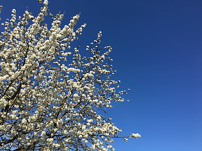 Весна, небо, дерево, Цветы, Природа, вишни в цвету., Сельское хозяйство