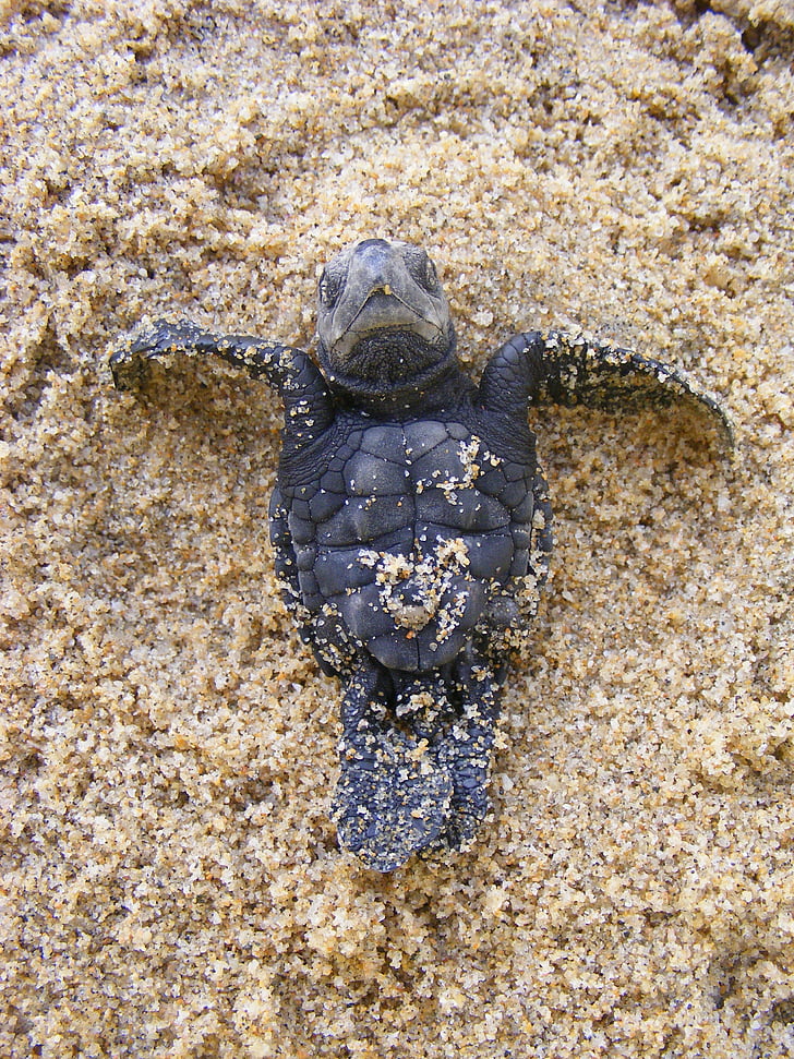 beba morske kornjače, Maslinovo ridley kornjača, beba, novorođenče, ugrožena, slatka, Ridley