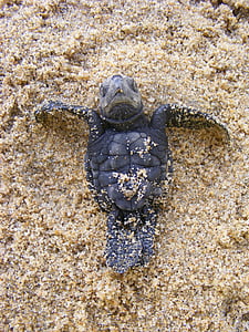 baby zeeschildpad, olijf ridley schildpad, baby, pasgeboren, bedreigde, schattig, Ridley