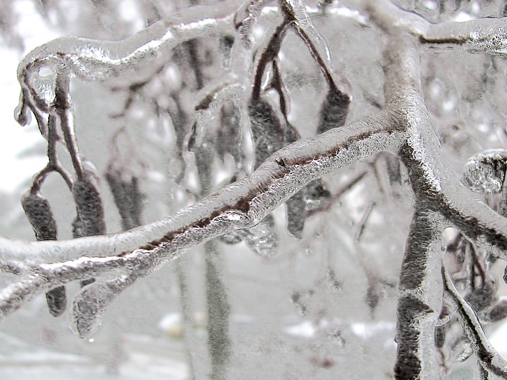 взимку, дерево, відділення, Сук, лід, заморожені, Природа