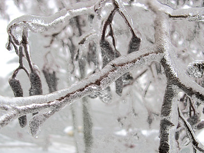 winter, tree, branch, bough, ice, frozen, nature