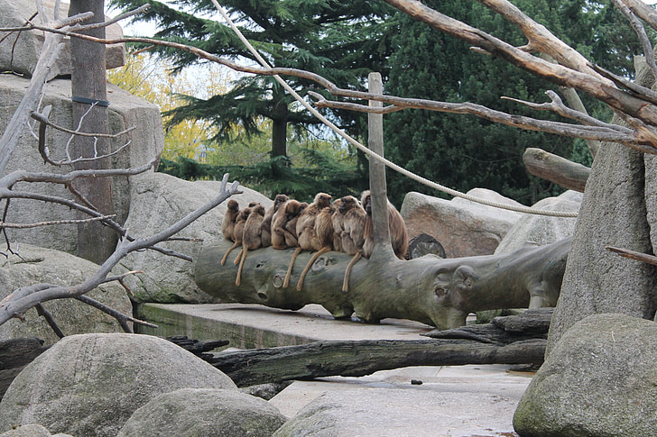 małpa, drzewo, ogród zoologiczny, Natura, Rodzina, Pierre, Roche