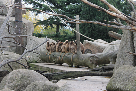 mono, árbol, Parque zoológico, naturaleza, familia, Pedro, Roche