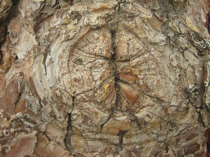 strom, Knot, kůra, textura, přírodní, dřevo, staré