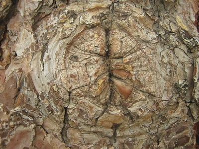 træ, knude, bark, tekstur, naturlige, træ, gamle