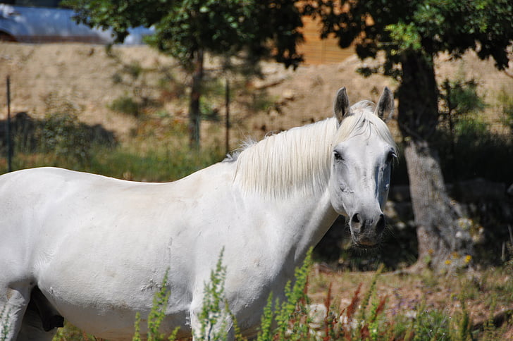 말, 머리, 보세요, 눈, 동물, 하얀, 말
