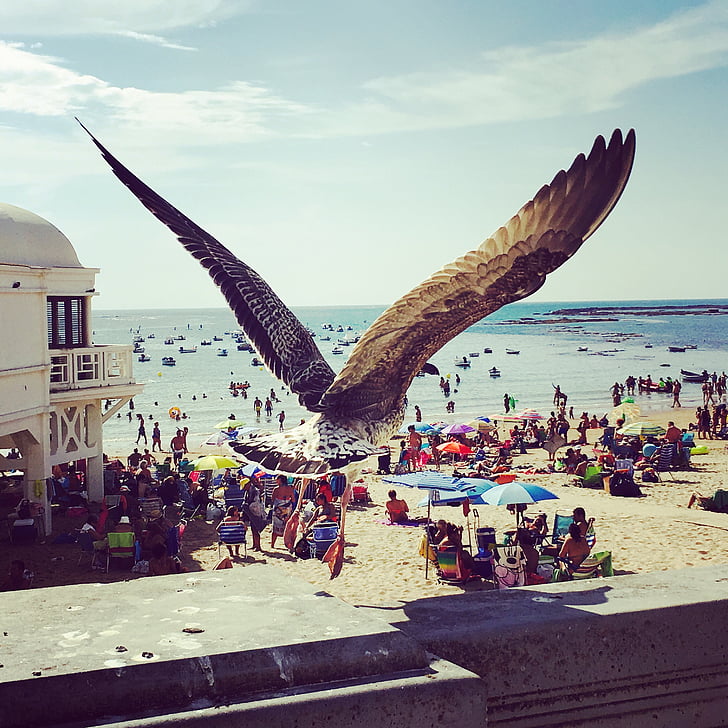seagull, bird, cadiz, beach, summer, wings, flight