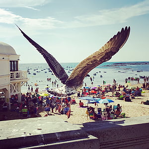 sirály, madár, Cadiz, Beach, nyári, szárnyak, repülés