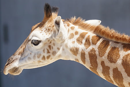 žirafa, mladé zviera, prežúvavcov, paarhufer, zviera, voľne žijúcich živočíchov, Príroda