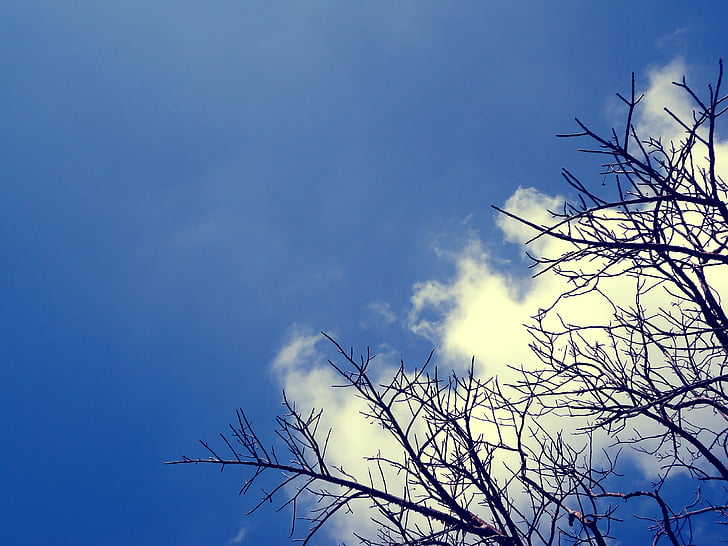 cielo, naturaleza, nubes, azul, paisaje, árbol, cielo azul