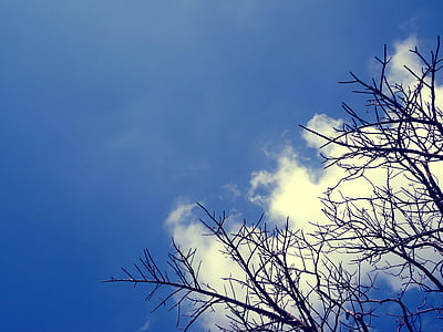 cel, natura, núvols, blau, paisatge, arbre, cel blau