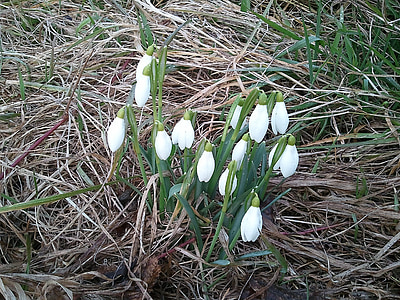snowdrop, february, spring, flower buds, kikelet pansio