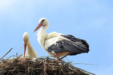 stork, stork couple, nest, storchennest, storks, feather, sky blue