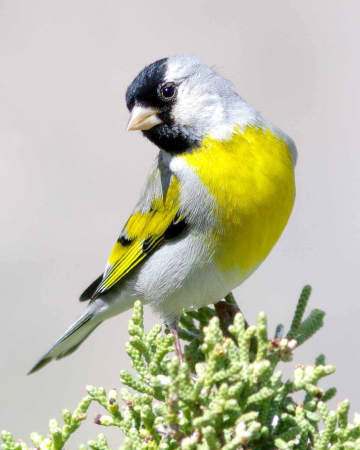 Goldfinch, con chim, động vật hoang dã, Thiên nhiên, perched, đầy màu sắc, hoạt động ngoài trời