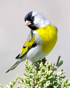 Goldfinch, paukštis, Laukiniai gyvūnai, Gamta, sėdi, spalvinga, lauke