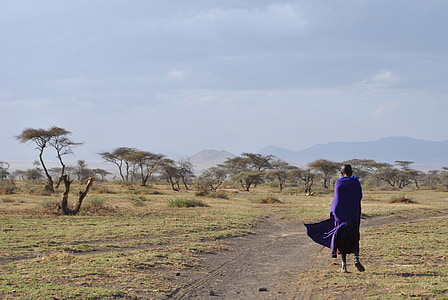 Serengeti, Massai, Afrika, sztyepp, nemzeti park, Tanzánia, Kenya