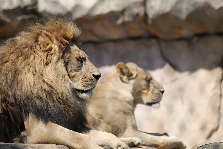 lejon, Zoo, stor katt, katt, djur wildlife, djur i vilt, Lion - feline
