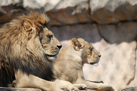 Leão, jardim zoológico, gato grande, gato, vida selvagem animal, animais na selva, Leão - felina