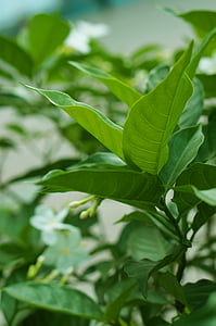 puķe, zaļa, Leaf, fiziska, mazs, tēja, zaļā krāsa