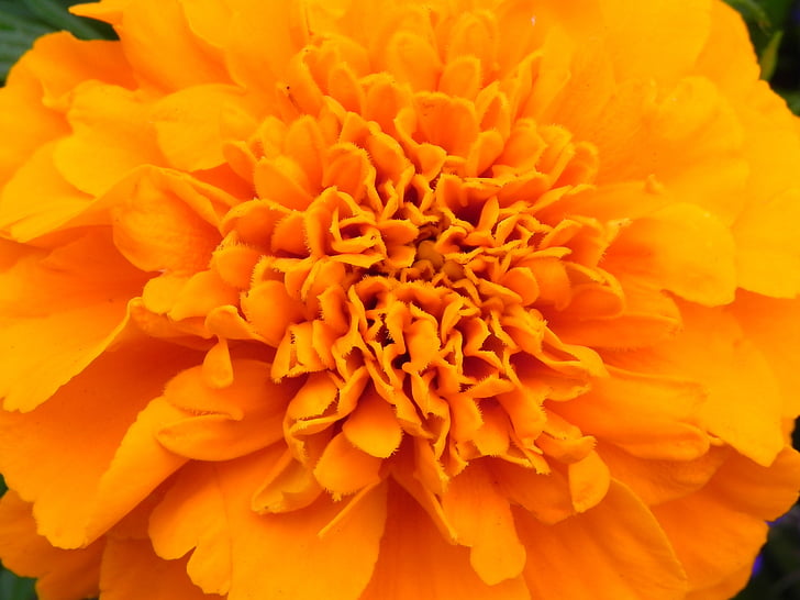 orange, flower, blossom, bloom, orange flowers, orange yellow, nature